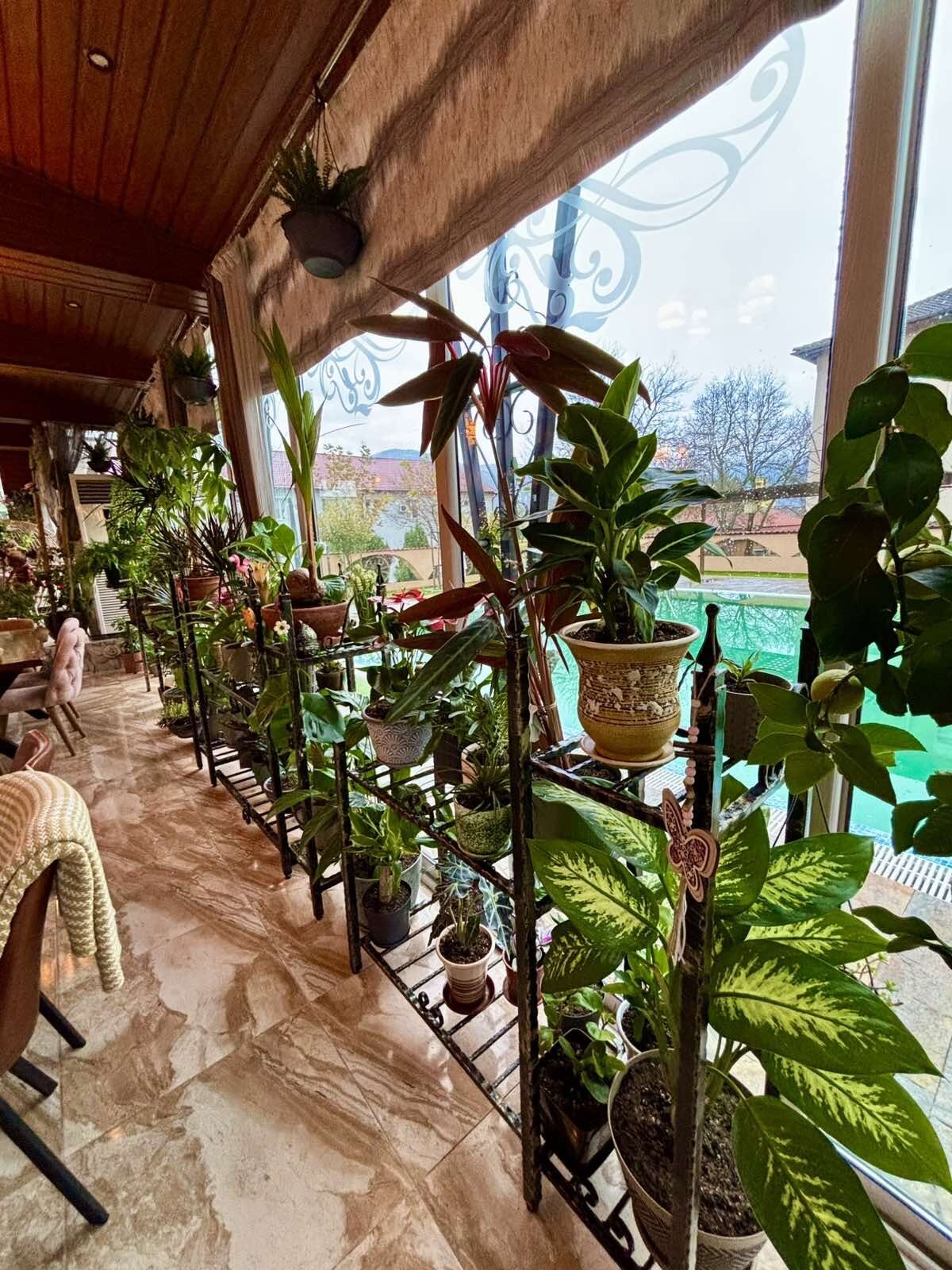 The orchid corner